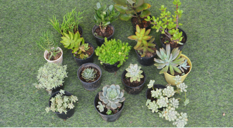 low maintenance plants